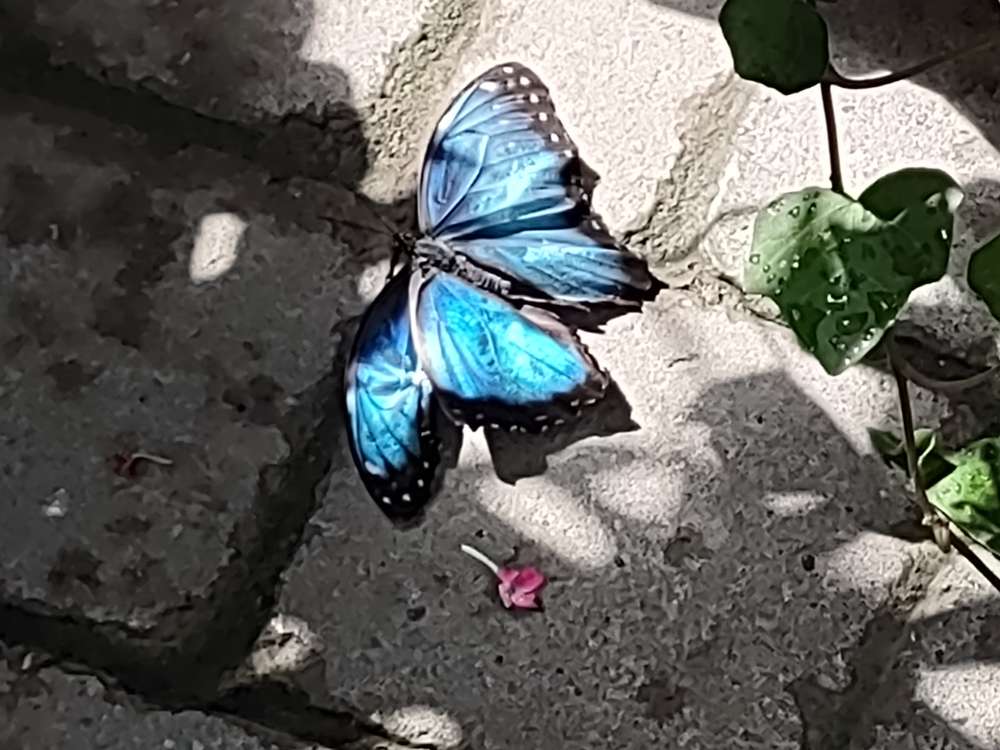 We went to the butterfly exhibit where we saw lots of butterflies.