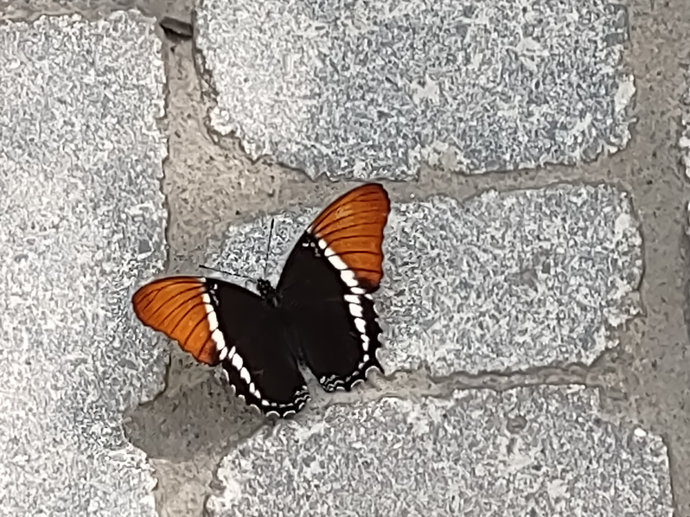 Another butterfly