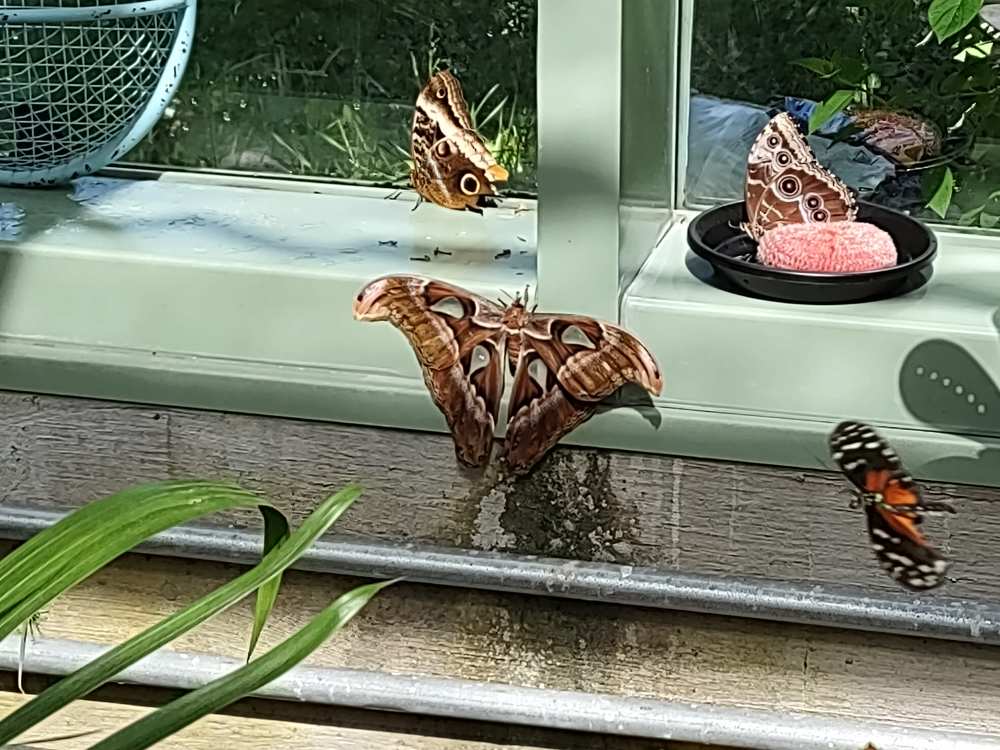 Some more butterflies