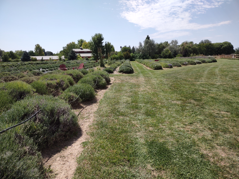 Looking out across the field of lavender