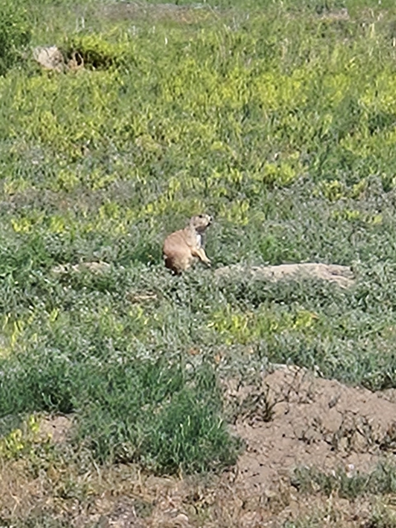 A Prairie dog in the meadow